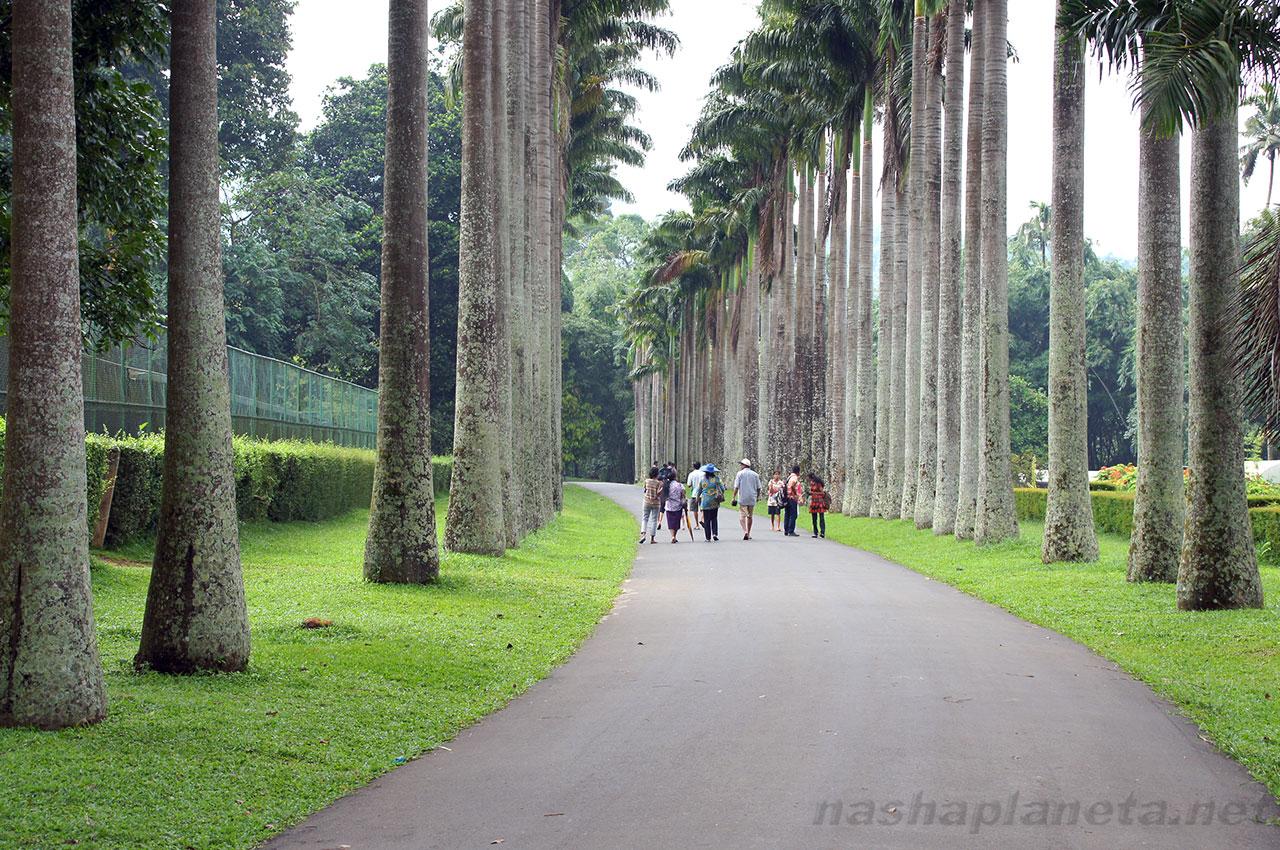 Kandy City & Cultural Experience Day Tour - Image 2