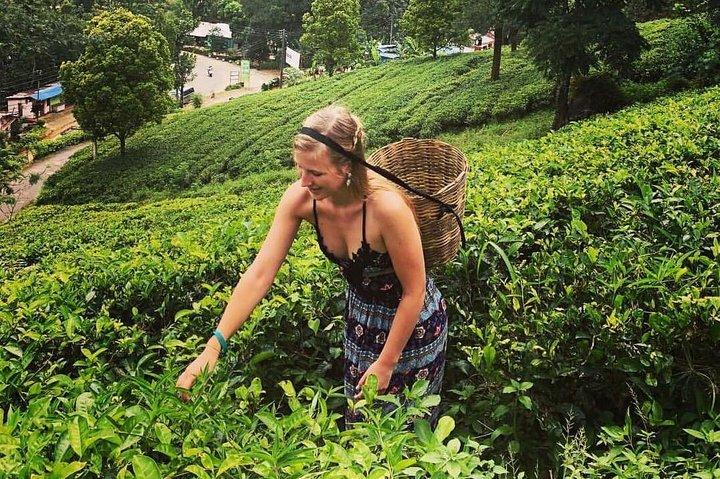 Nuwara Eliya Day Tour – 1 Day Hill Country Escape - Image 5