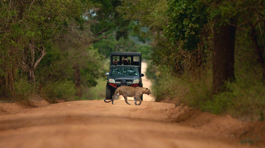 Wildlife & Safari Day Tour – Discover Sri Lanka’s Untamed Beauty - Image 5