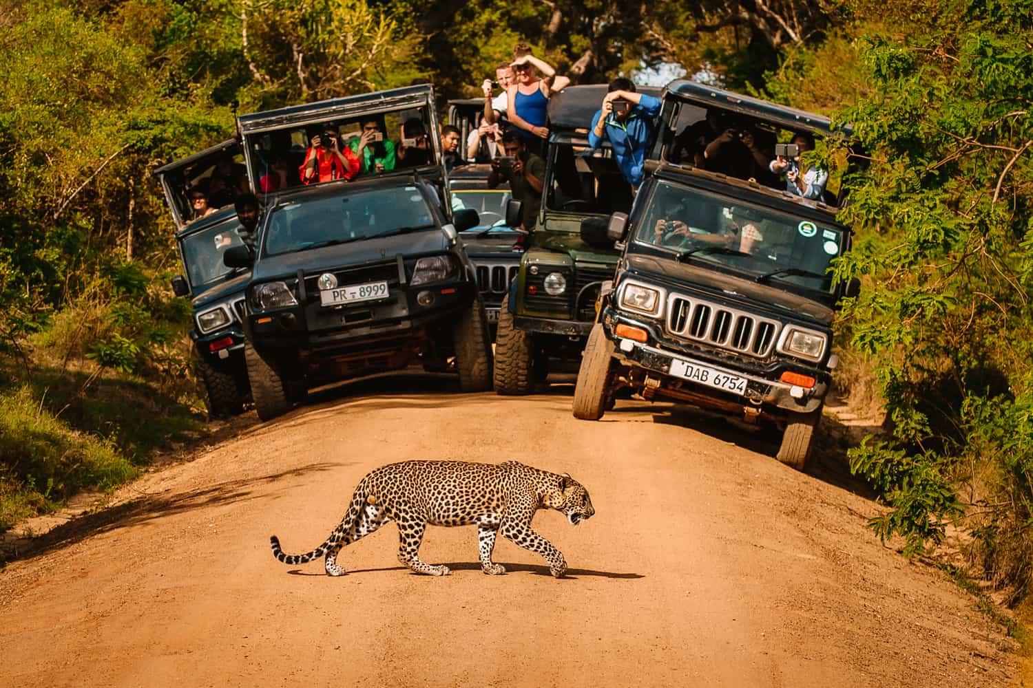 Wildlife & Safari Package