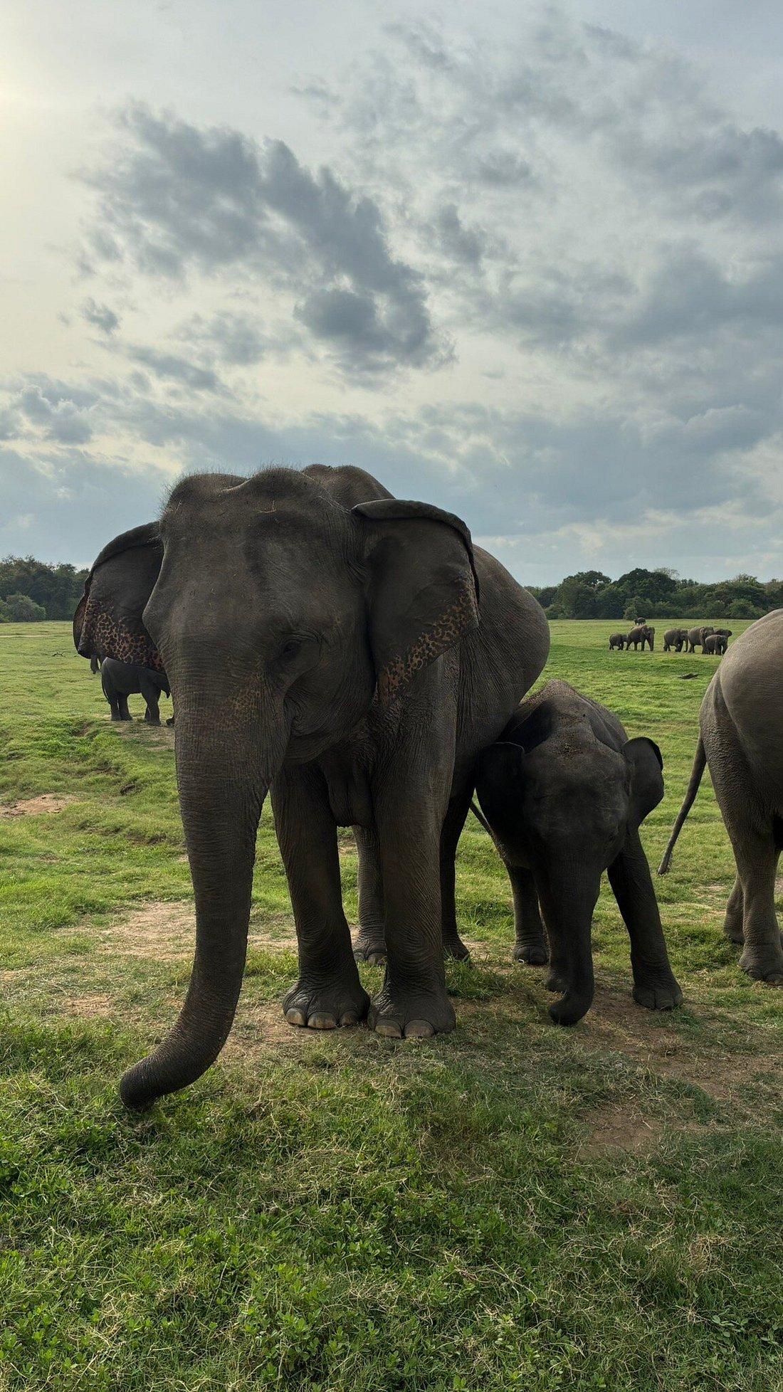 Kaudulla National Park - Gallery 2