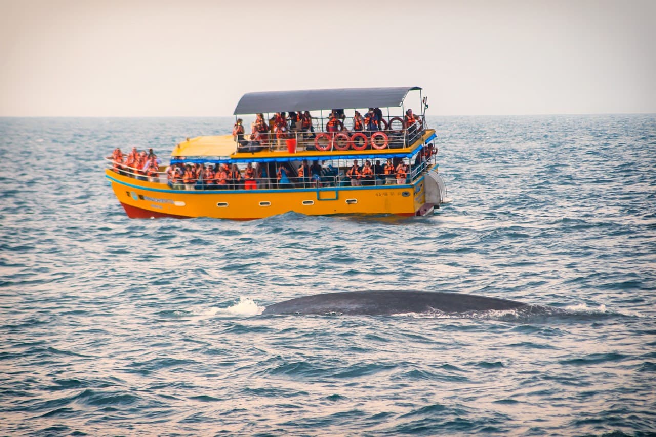 Mirissa Whale Watching Tour - Gallery 2
