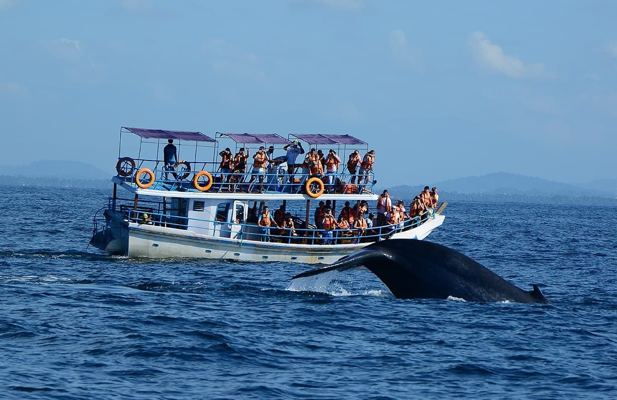 Mirissa Whale Watching Tour - Gallery 4