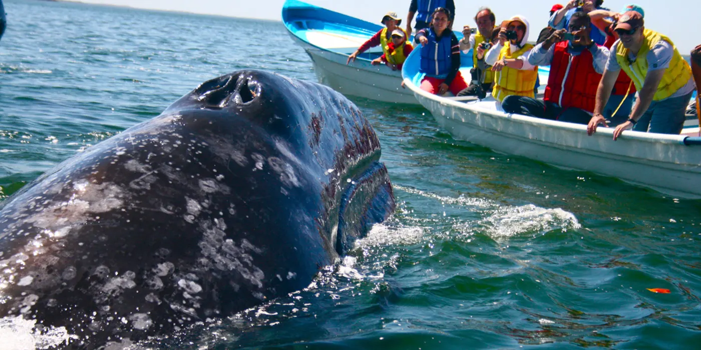 Mirissa Whale Watching Tour - Gallery 6
