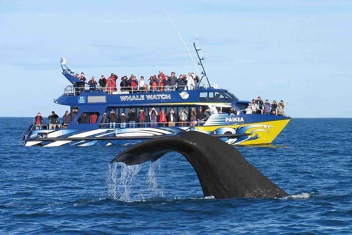 Mirissa Whale Watching Tour