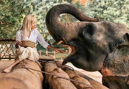 Pinnawala Elephant Orphanage Tour